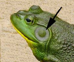 Frog_ear