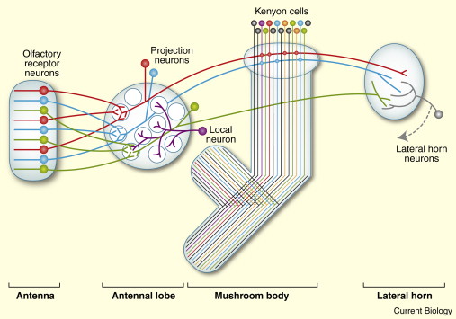 Olfactory System Wiring