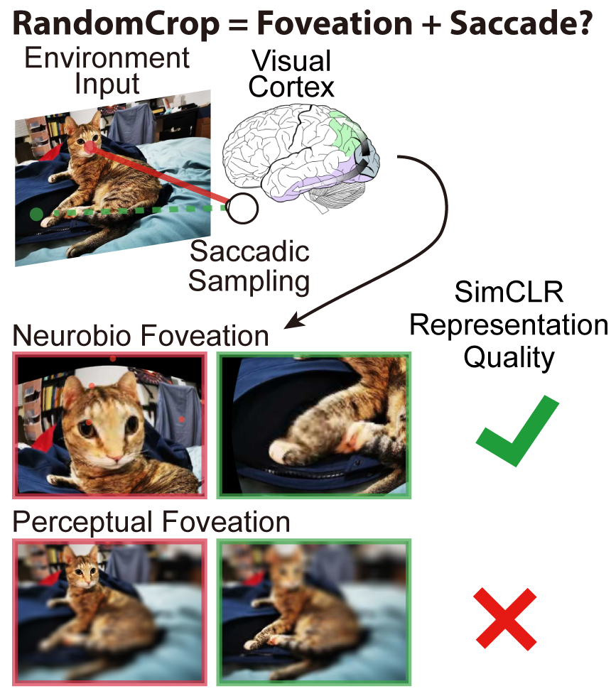 On the use of Cortical Magnification and Saccades as Biological Proxies for Data Augmentation