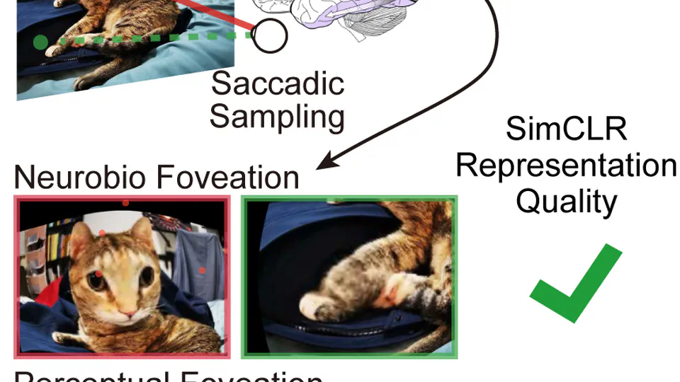 On the use of Cortical Magnification and Saccades as Biological Proxies for Data Augmentation