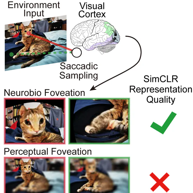 On the use of Cortical Magnification and Saccades as Biological Proxies for Data Augmentation