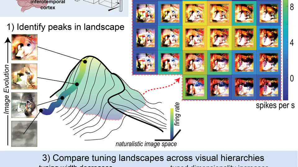 Tuning landscapes of the ventral stream