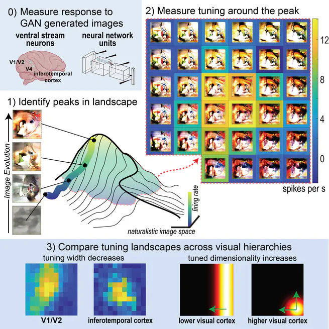 Tuning landscapes of the ventral stream