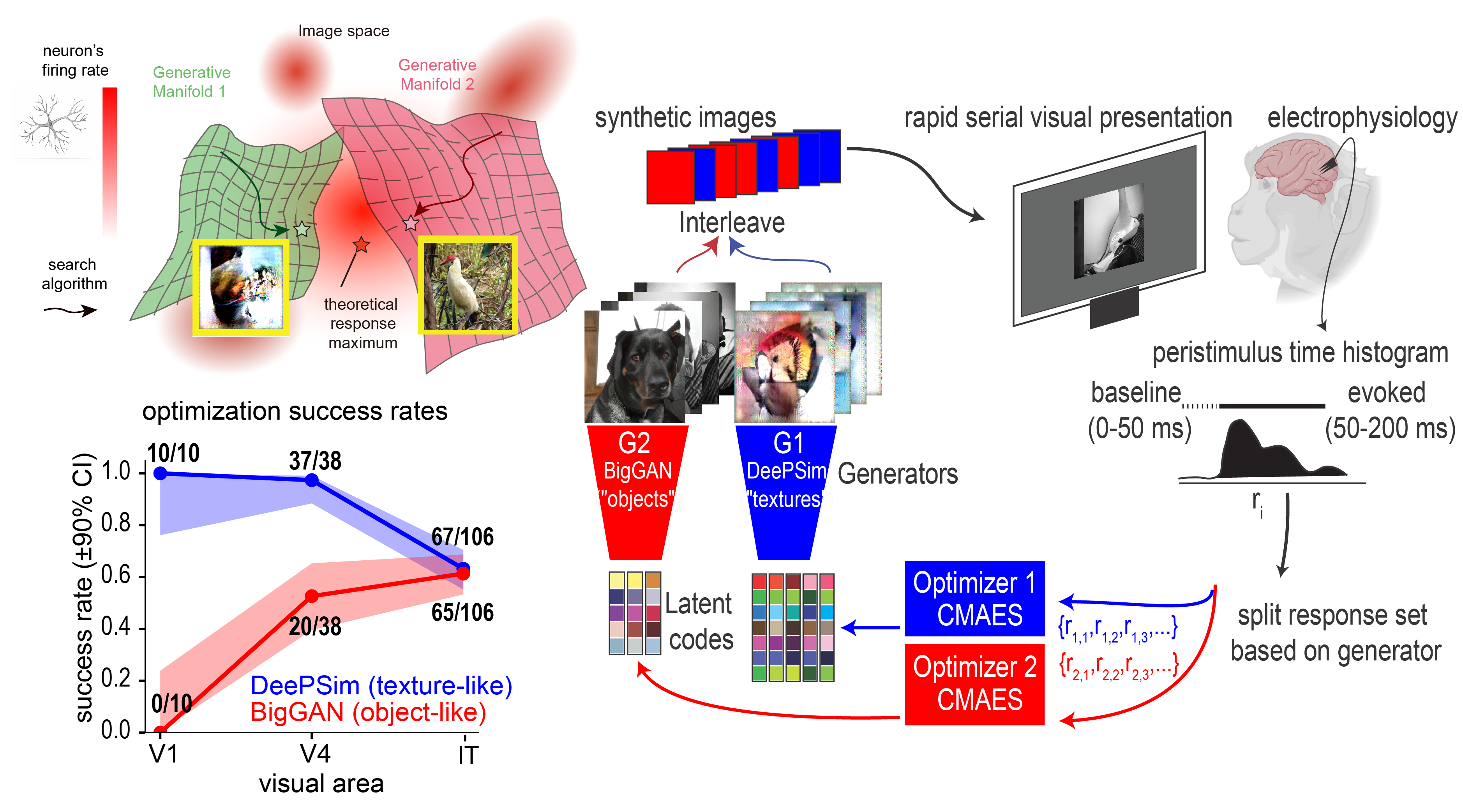 Neuronal Tuning Aligns Dynamically with Object- and Texture Manifolds across the Visual Hierarchy